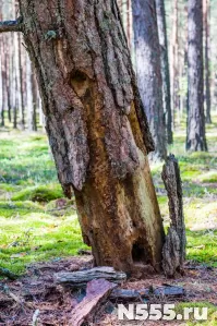 Собираем кору в лесу
