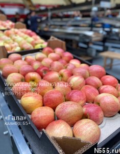 Оптовая продажа яблок разных сортов и калибров